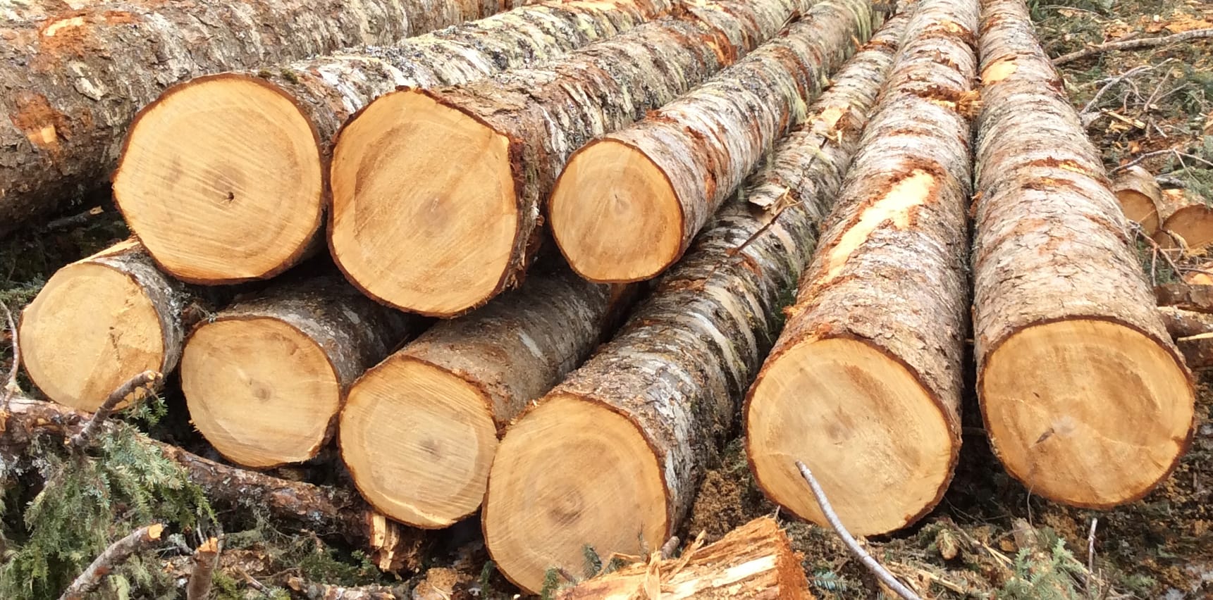 Balsam Fir Firewood Logs