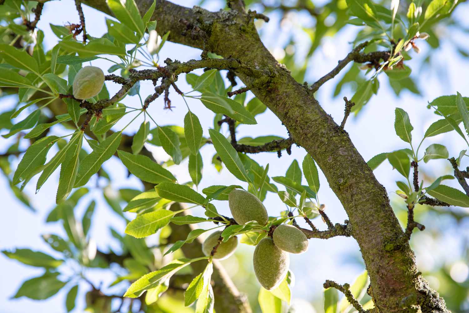 Live Almond Tree