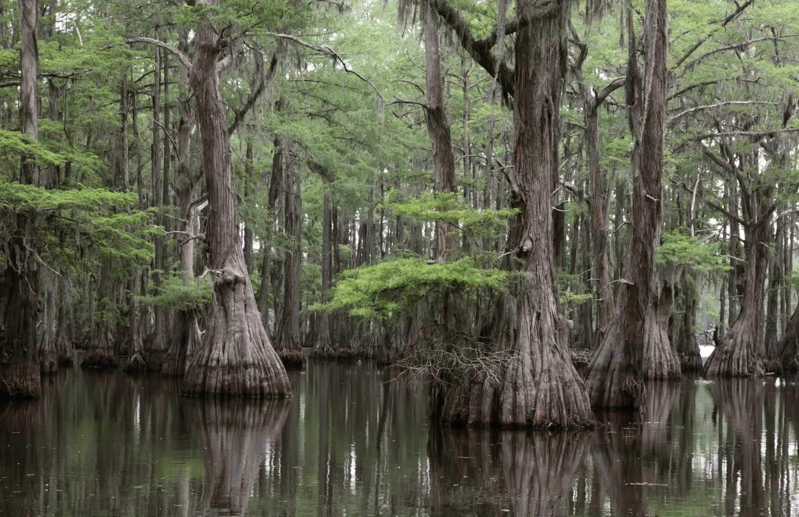 Bald Cypress live trees