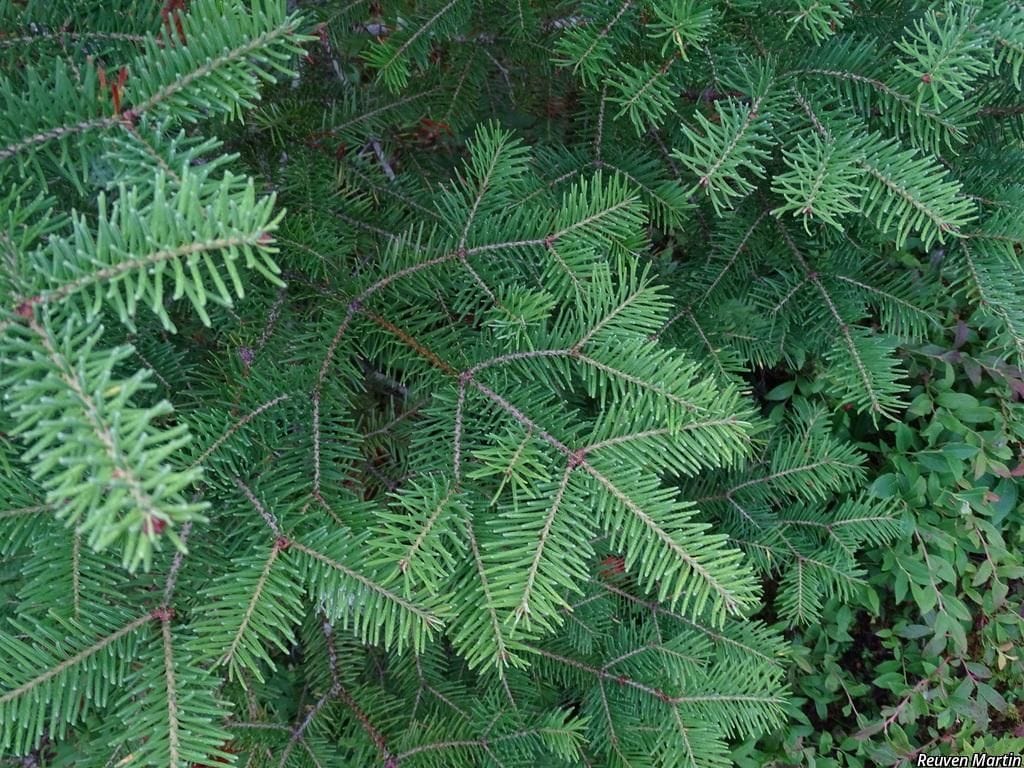 Balsam Fir Needles