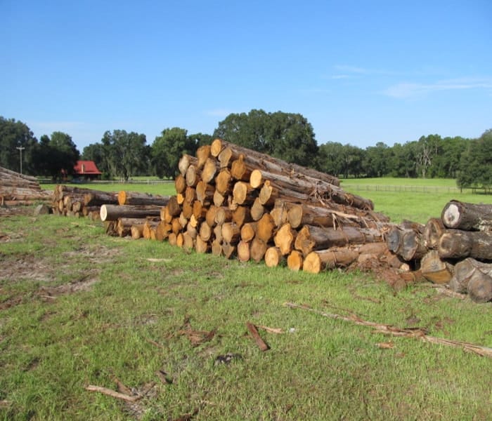 Bald Cypress Firewood Logs