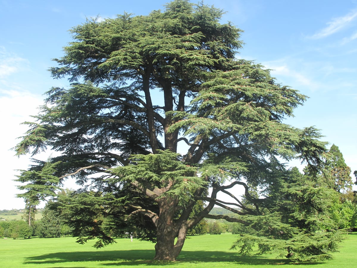 Atlas Cedar Firewood Profile