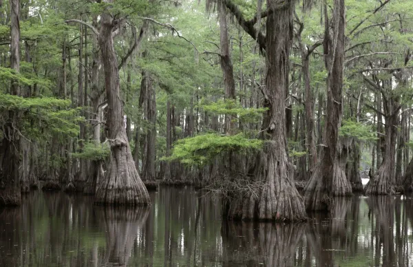 Live Bald Cypress Trees