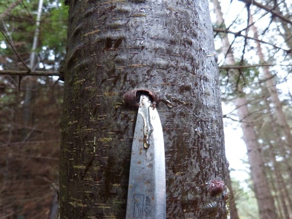 Balsam Fir Firewood Profile